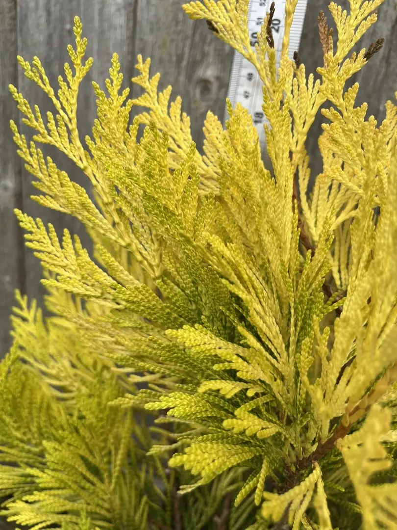 Western Red Cedar 'Goldy' 40/60cm (5L) - Image 5