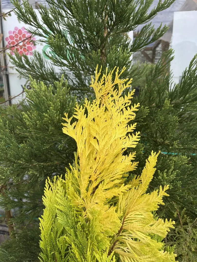 Western Red Cedar 'Goldy' 40/60cm (5L) - Image 2