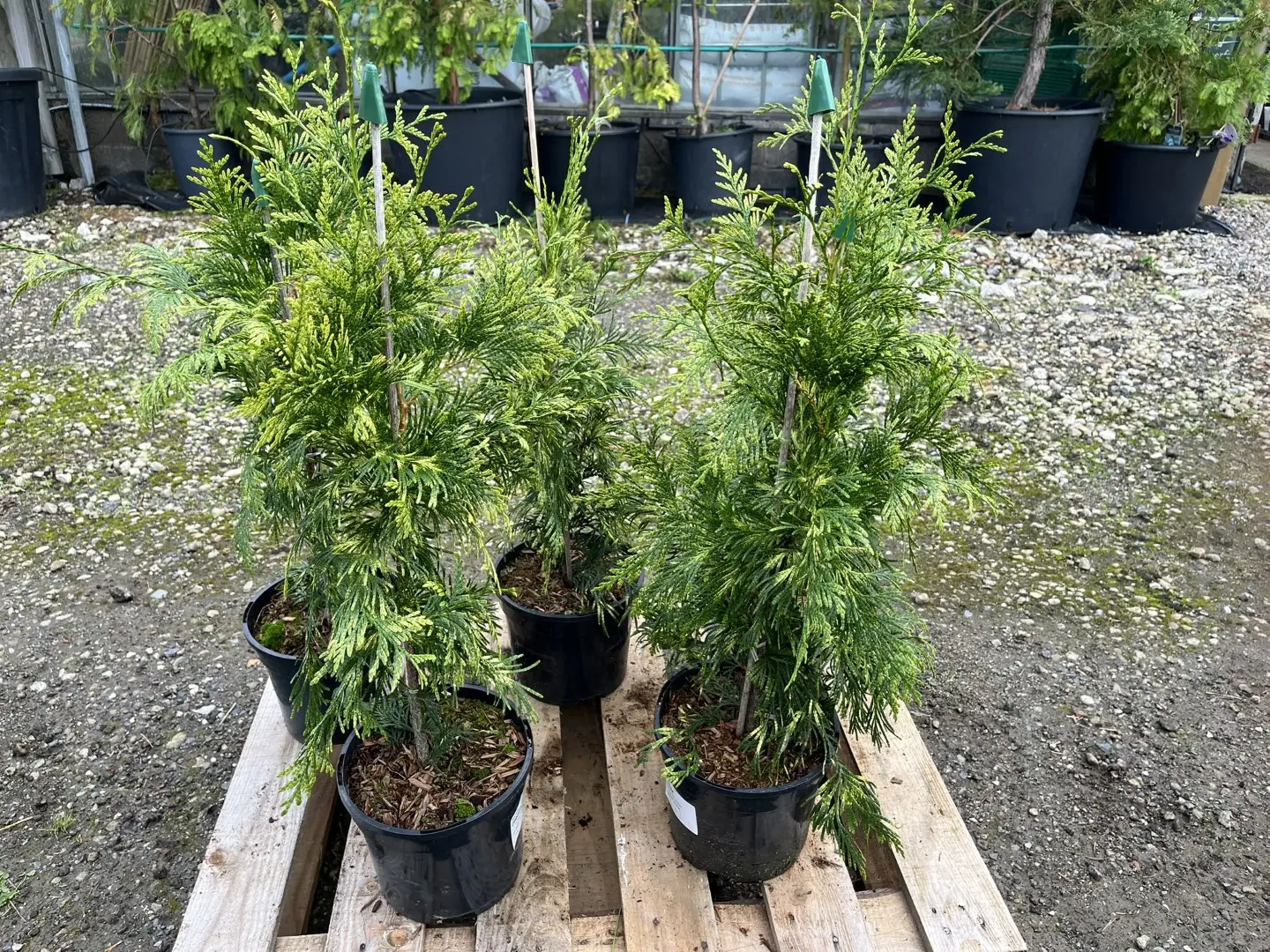 Western Red Cedar 'Zebrina' 60/80cm (3L) - Image 6