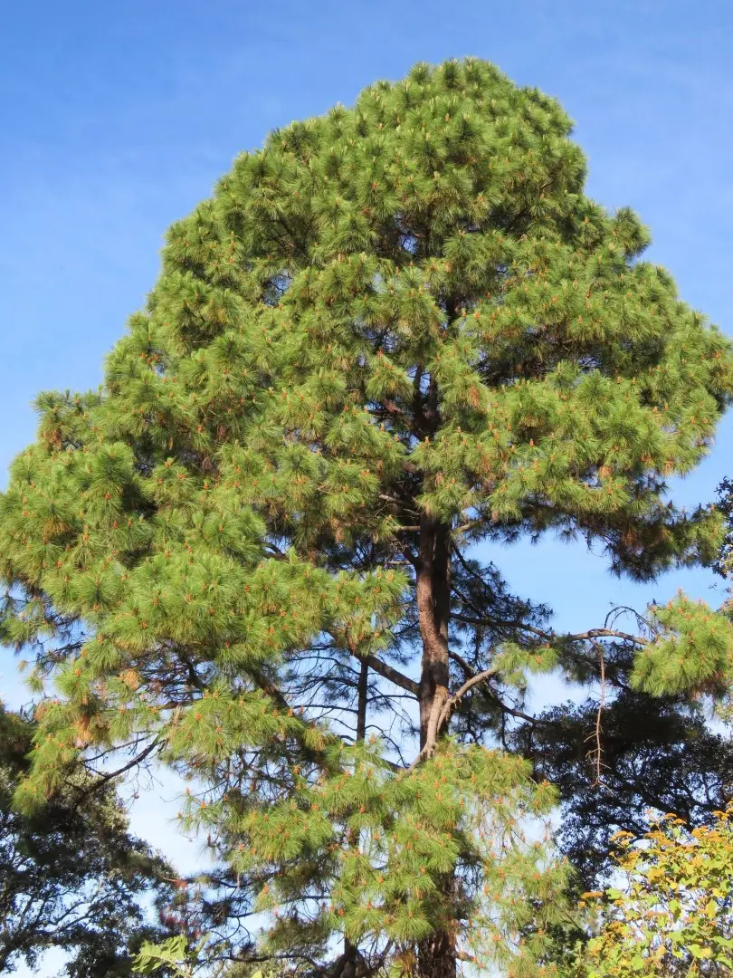 Smooth-bark Mexican Pine Seeds - Image 2