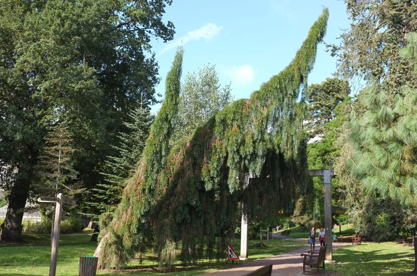 Sequoiadendron giganteum - Giant Redwood 'Pendulum'