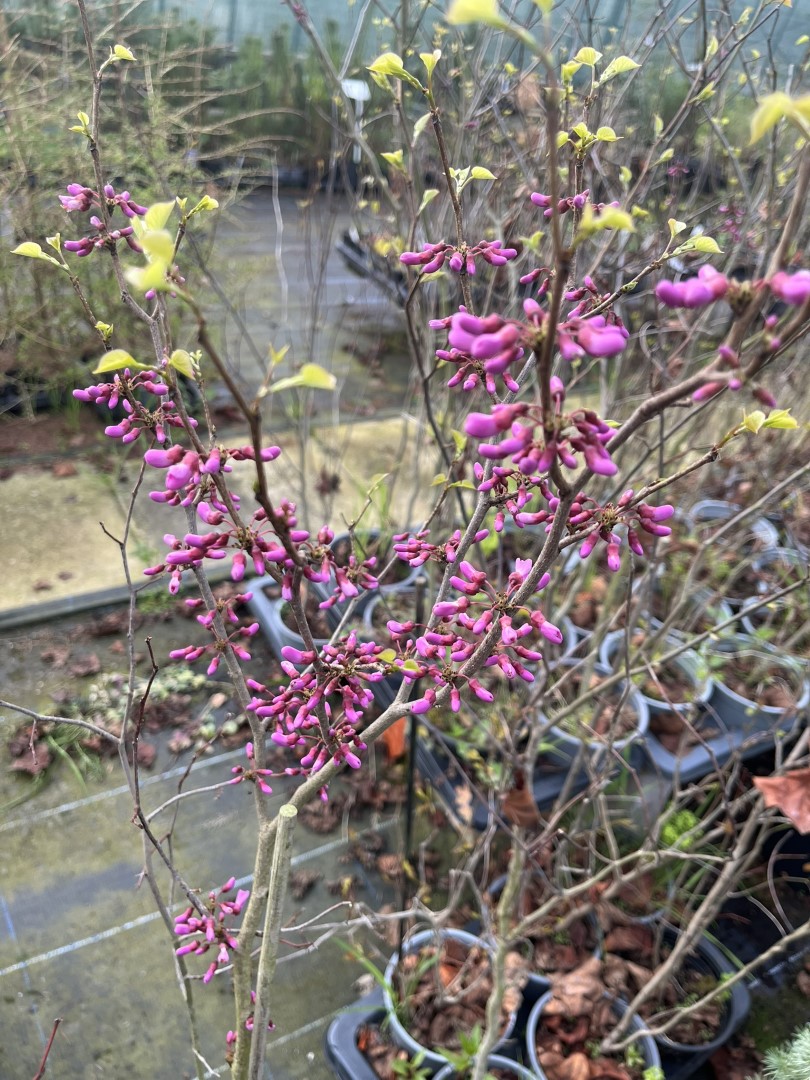 Cercis chinensis - Chinese Red Bud