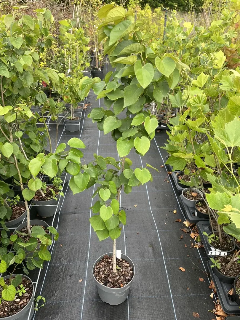 Cercis chinensis - Chinese redbud