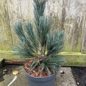 Limber Pine - 'Vanderwolf's Pyramid' - Pinus flexilis
