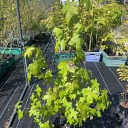 Sweet Gum Tree 80/100cm (5L)