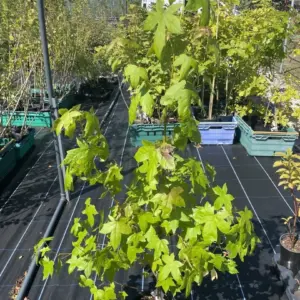 Sweet Gum Tree 80/100cm (5L)