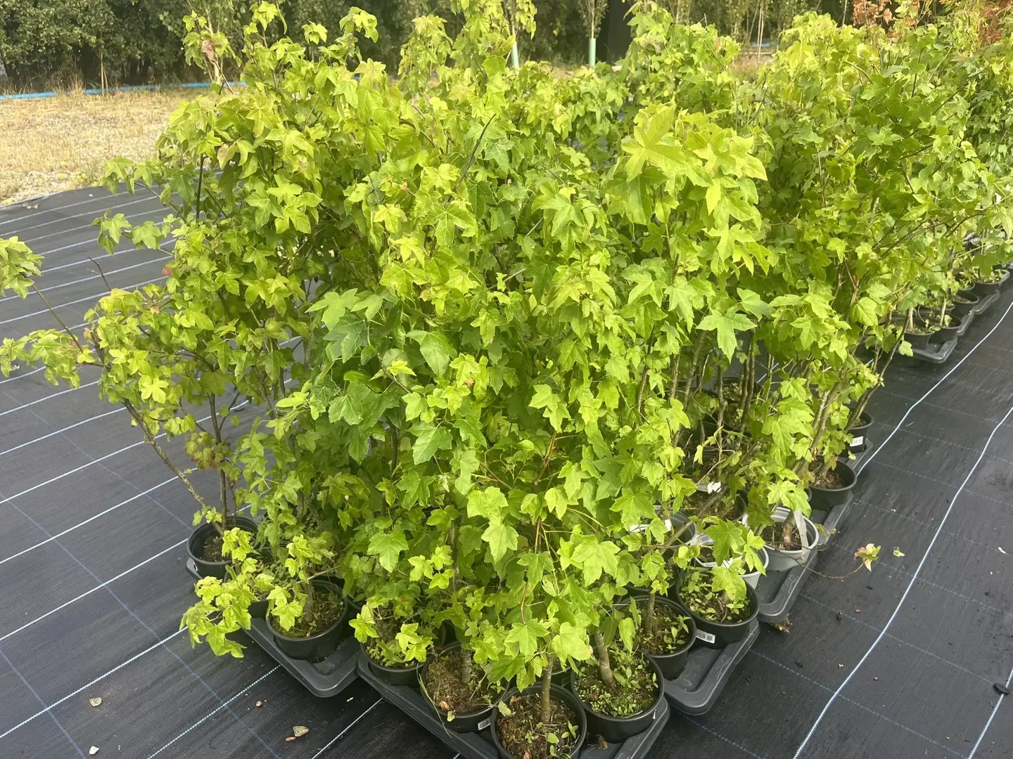 Liquidambar styraciflua - Sweet Gum Tree
