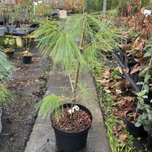 Chinese White Pine 80/100cm (10L)