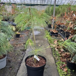 Chinese White Pine 60/80cm (10L)