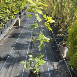 Quercus ilex - Holm Oak Tree