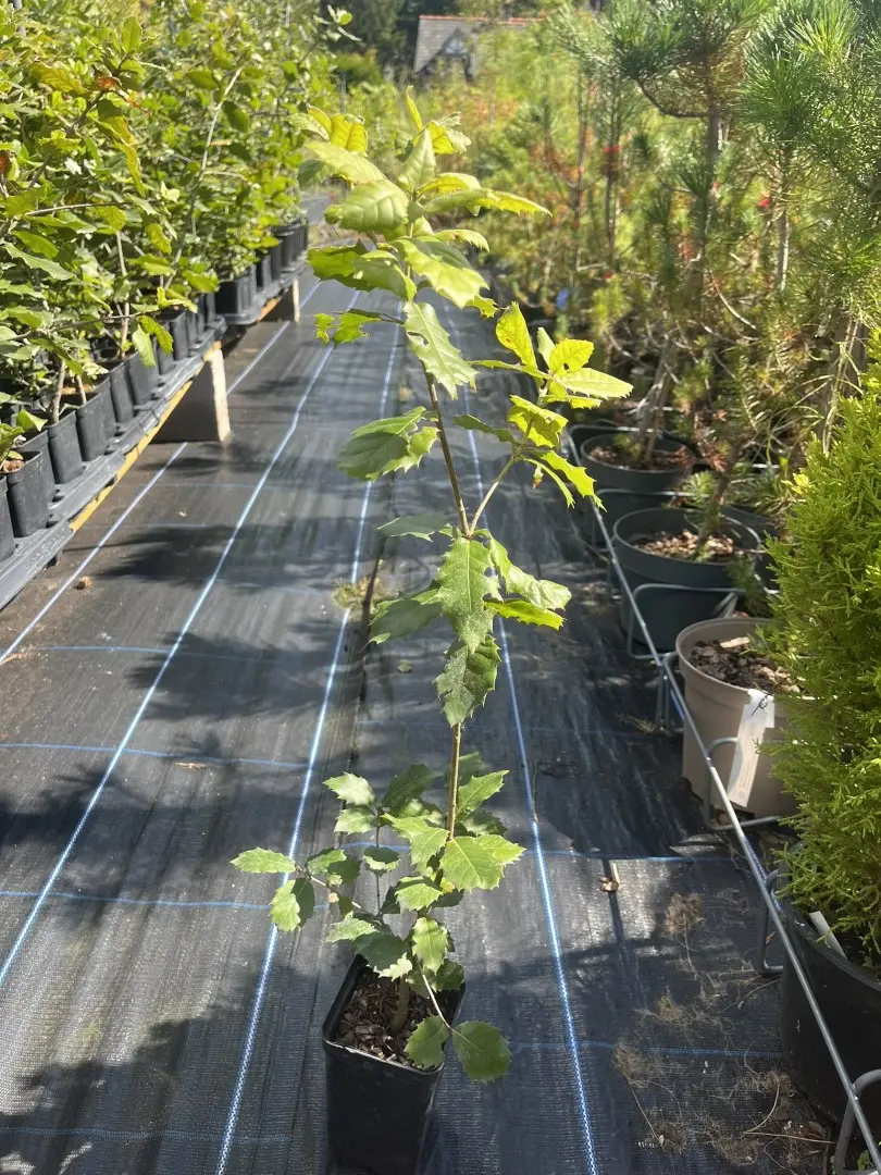 Quercus ilex - Holm Oak Tree