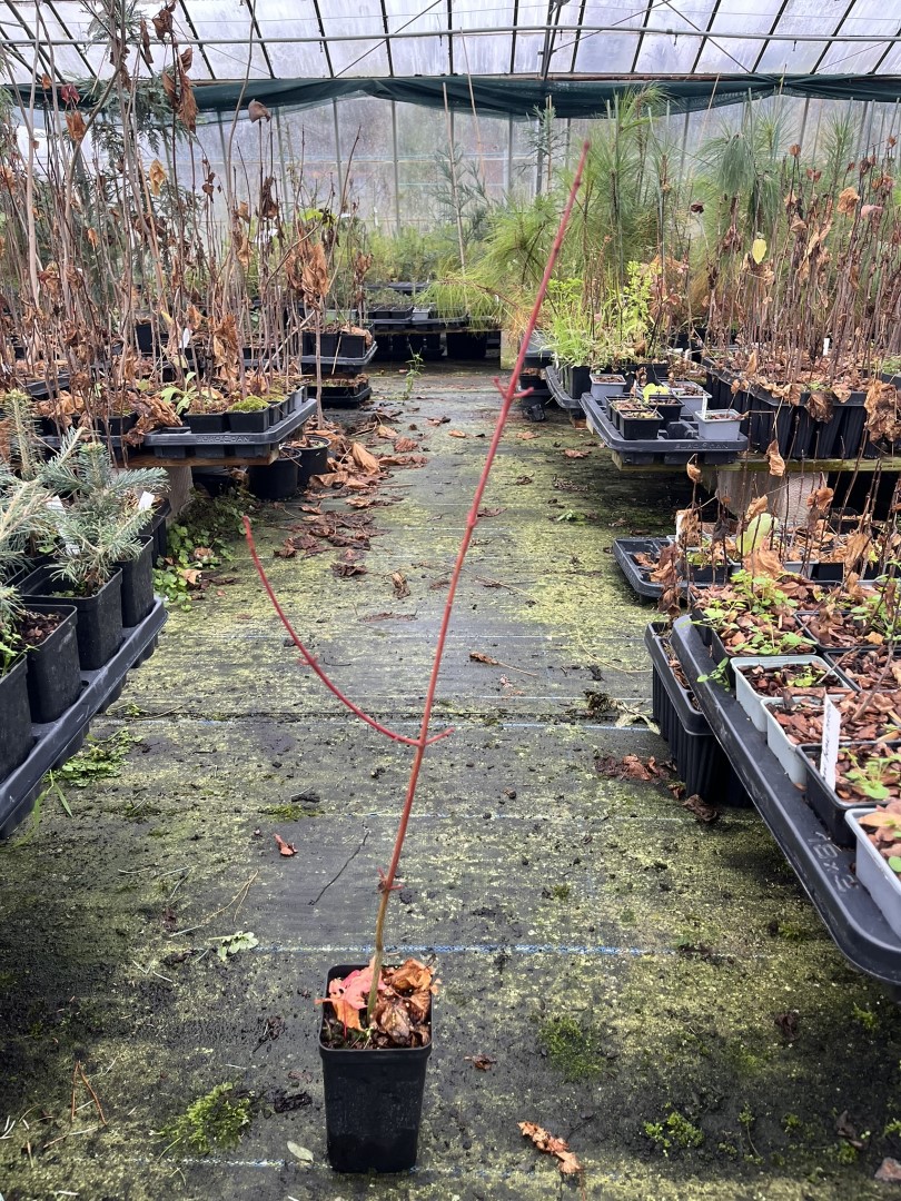 Snake Bark Maple 40/60cm (P9T)