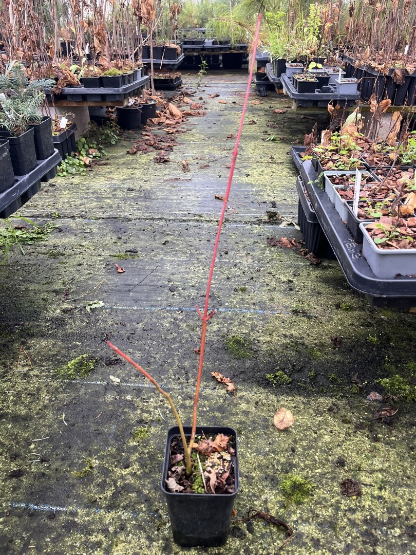 Snake Bark Maple 20/40cm (P9T)