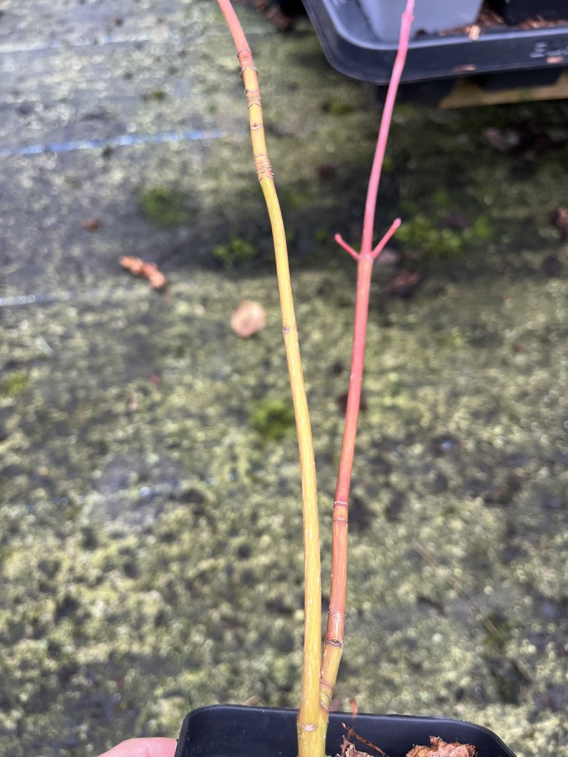 Snake Bark Maple 20/40cm (P9T) - Image 2