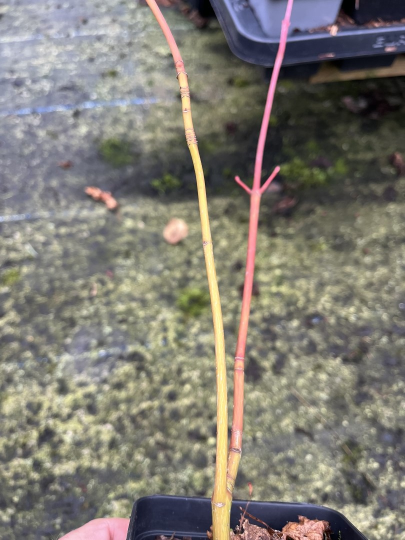Snake Bark Maple 20/40cm (P9T) - Image 3