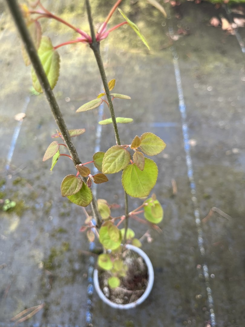 Cercidiphyllum japonicum - Katsura Tree 40/60cm (P9)