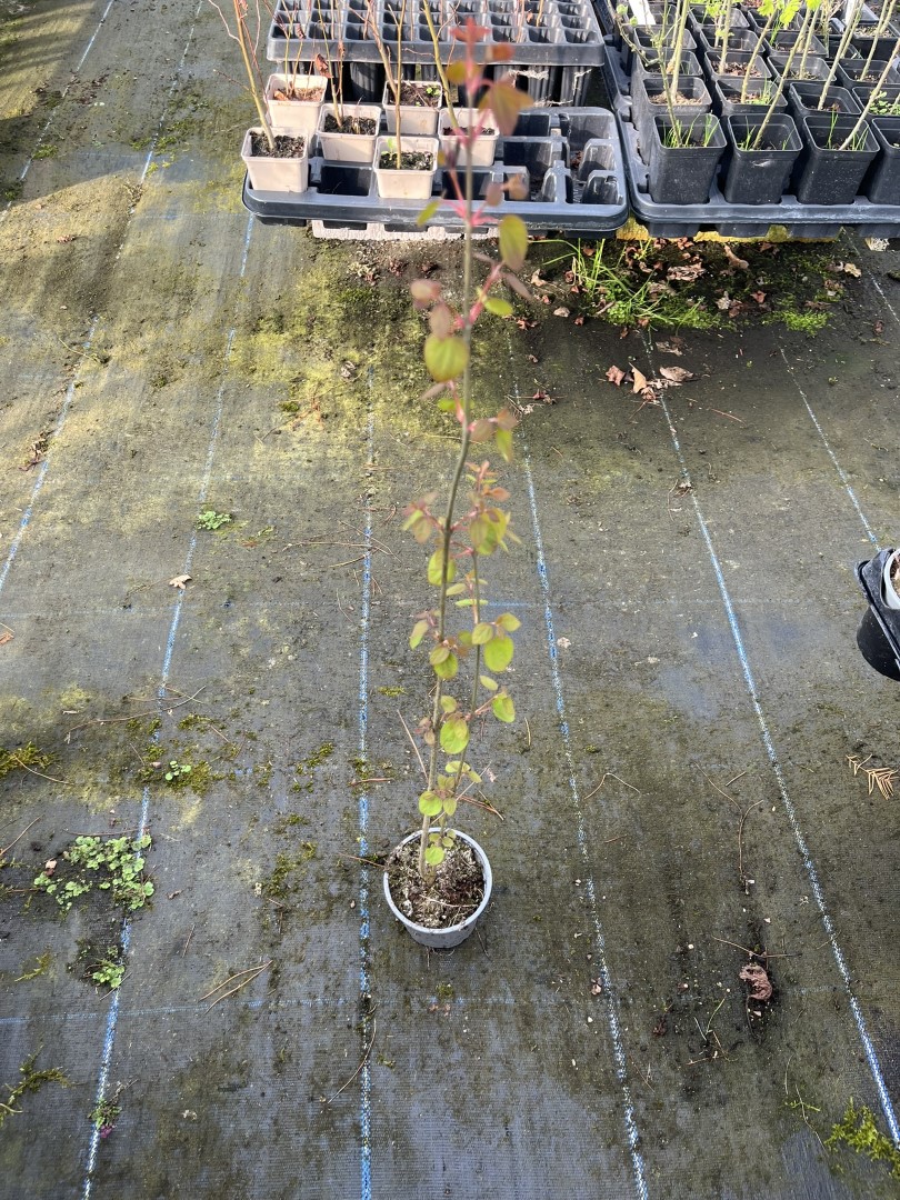 Cercidiphyllum japonicum - Katsura Tree 40/60cm (P9)