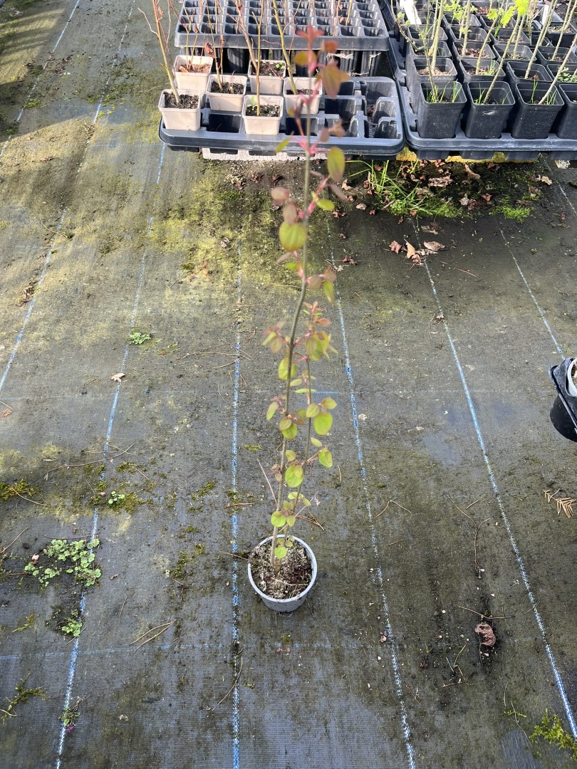 Cercidiphyllum japonicum - Katsura Tree 40/60cm (P9)