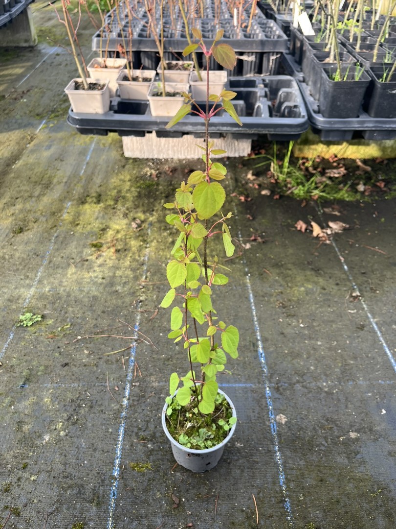 Cercidiphyllum japonicum - Katsura Tree 40/60cm (P9)