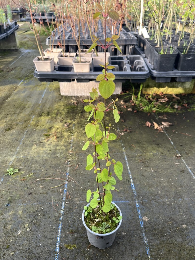 Cercidiphyllum japonicum - Katsura Tree 40/60cm (P9)