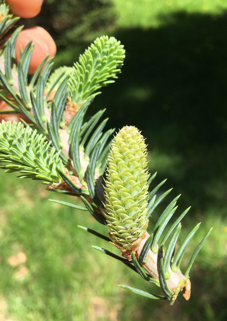 Abies balsamea - Balsam Fir Tree Seeds