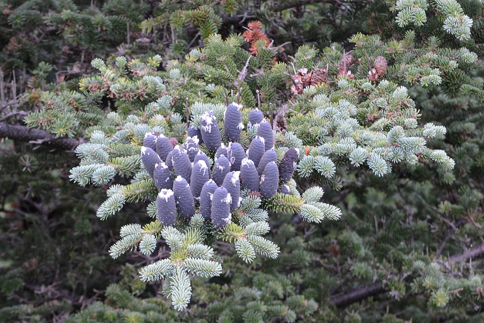 Abies balsamea - Balsam Fir Tree Seeds
