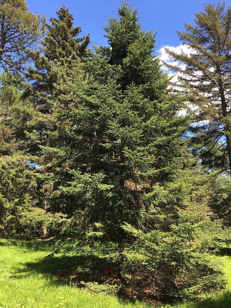 Abies balsamea - Balsam Fir Tree Seeds
