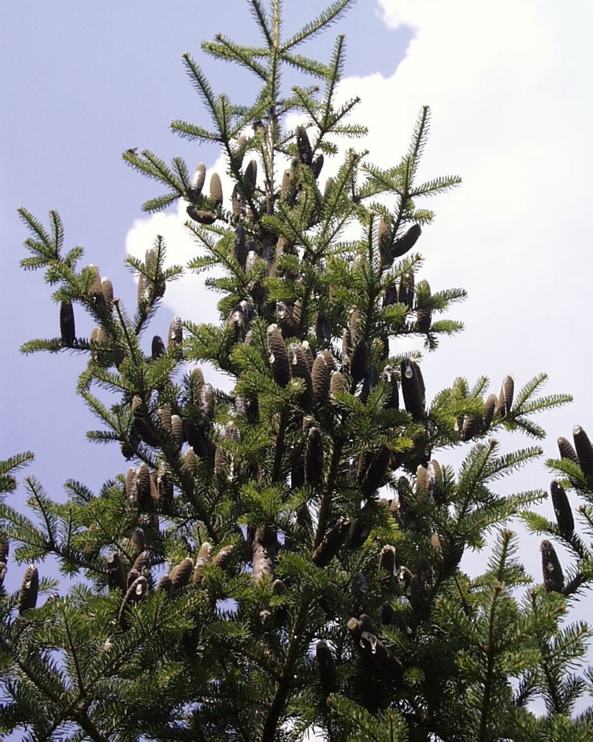 Abies balsamea - Balsam Fir Tree Seeds