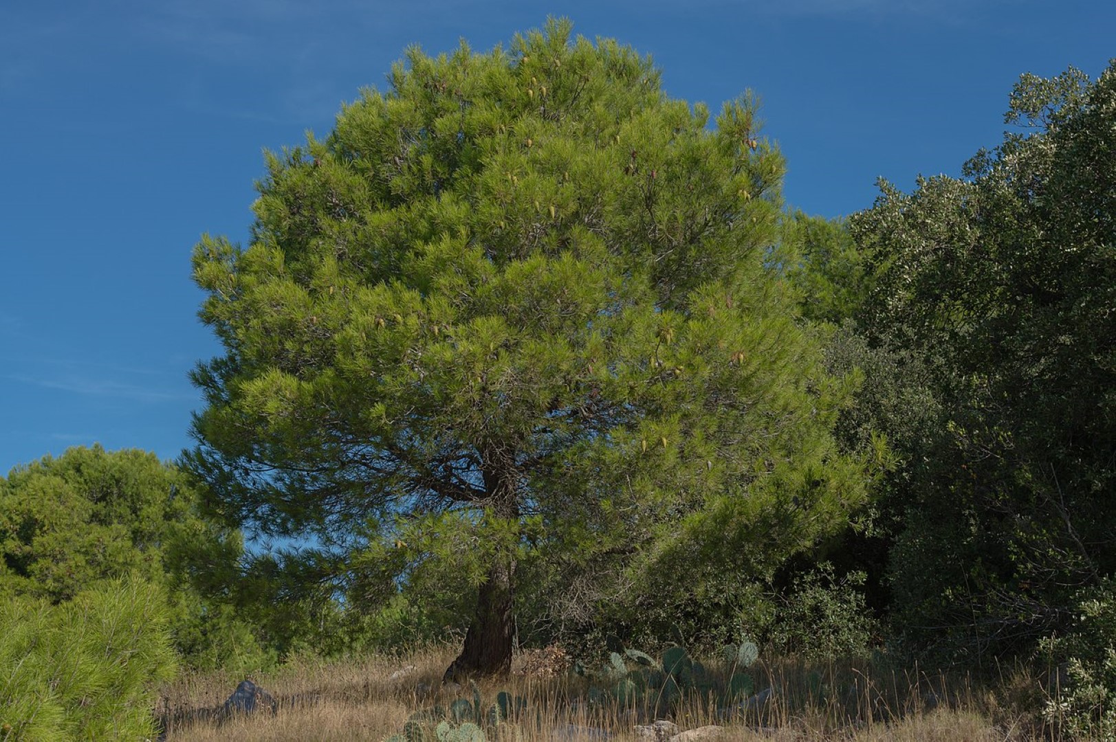 Aleppo Pine 100/120cm (5L) - Image 3