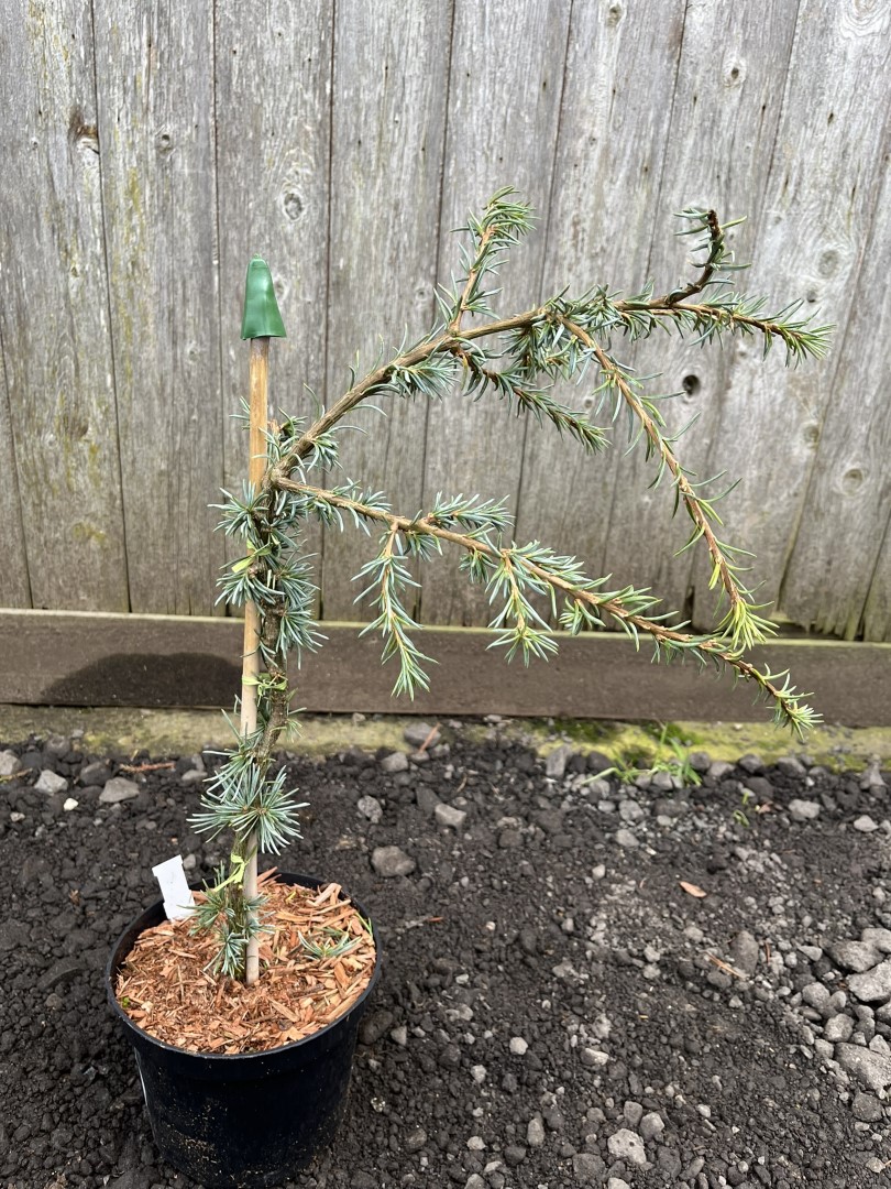 Cedar of Lebanon 'Blue Fountain' 20/40cm (5L) - Image 3