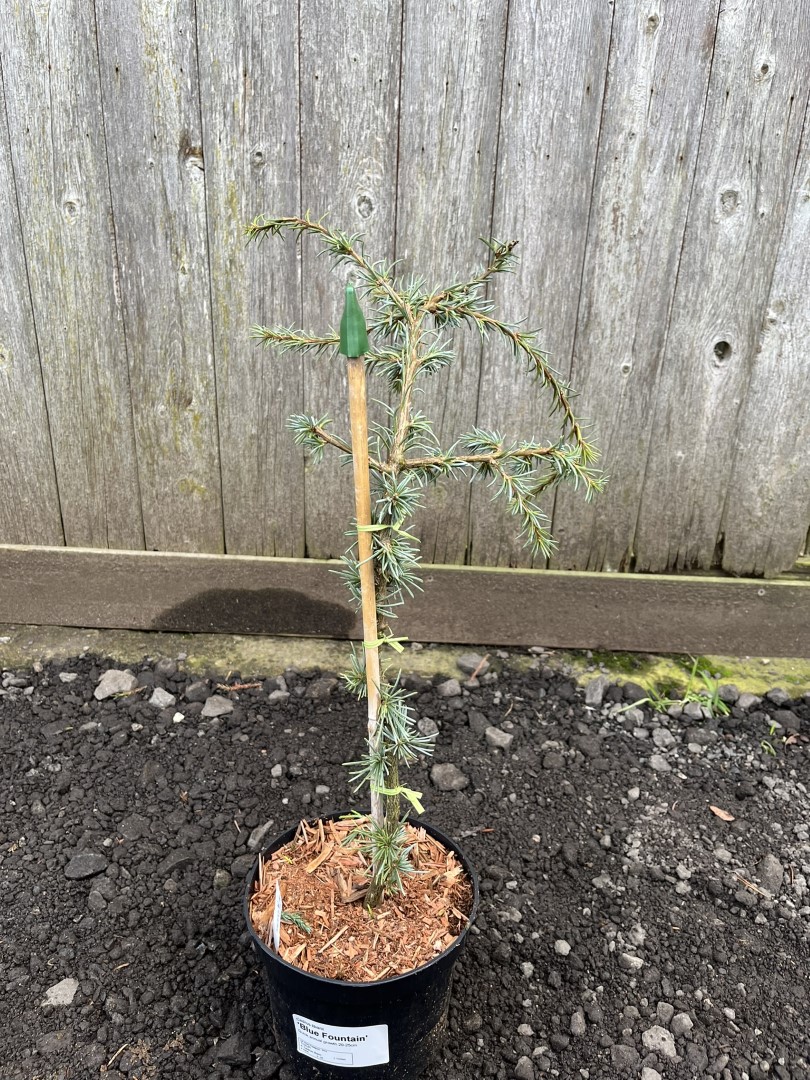 Cedrus libani - Cedar of Lebanon 'Blue Fountain' 2040cm (5L)