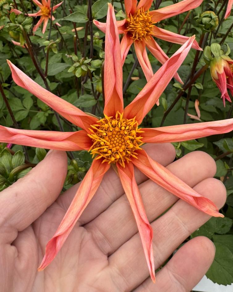 Dahlia Honka Orange