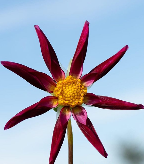 Dahlia Honka Vino Tubers