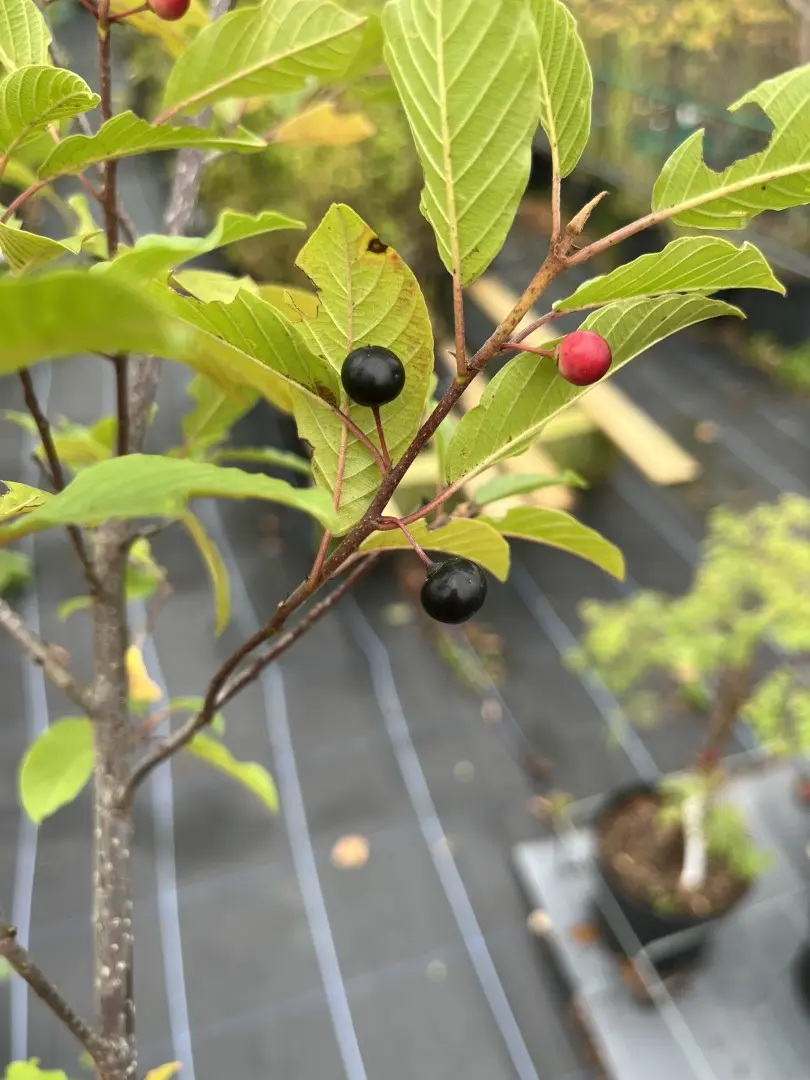 Frangula alnus - Alder Buckthorn Tree