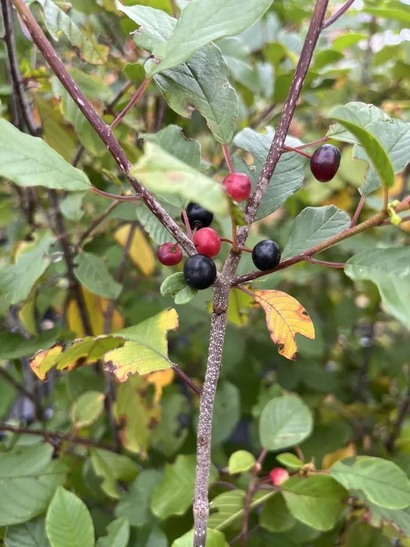 Frangula alnus - Alder Buckthorn Tree