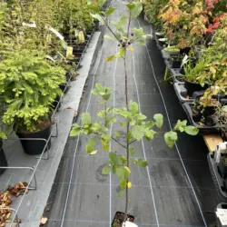 Frangula alnus - Alder Buckthorn Tree