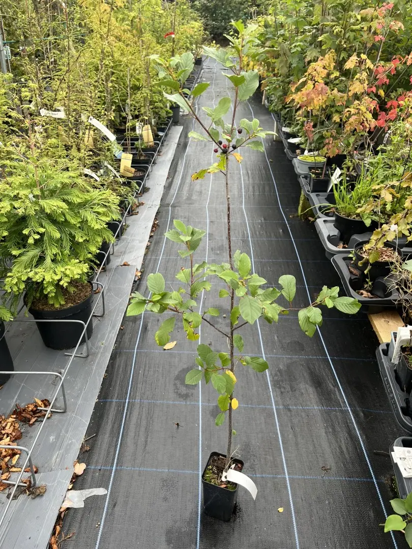 Frangula alnus - Alder Buckthorn Tree