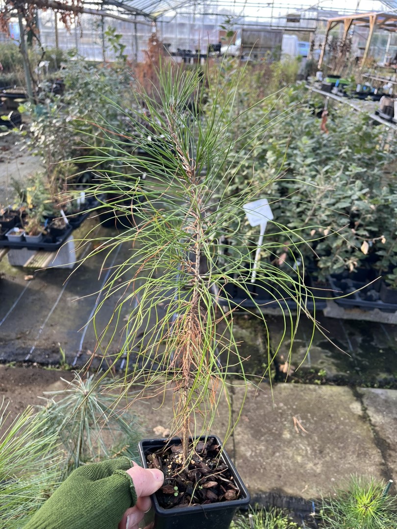 Masson's Pine 20/40cm - Pinus massoniana