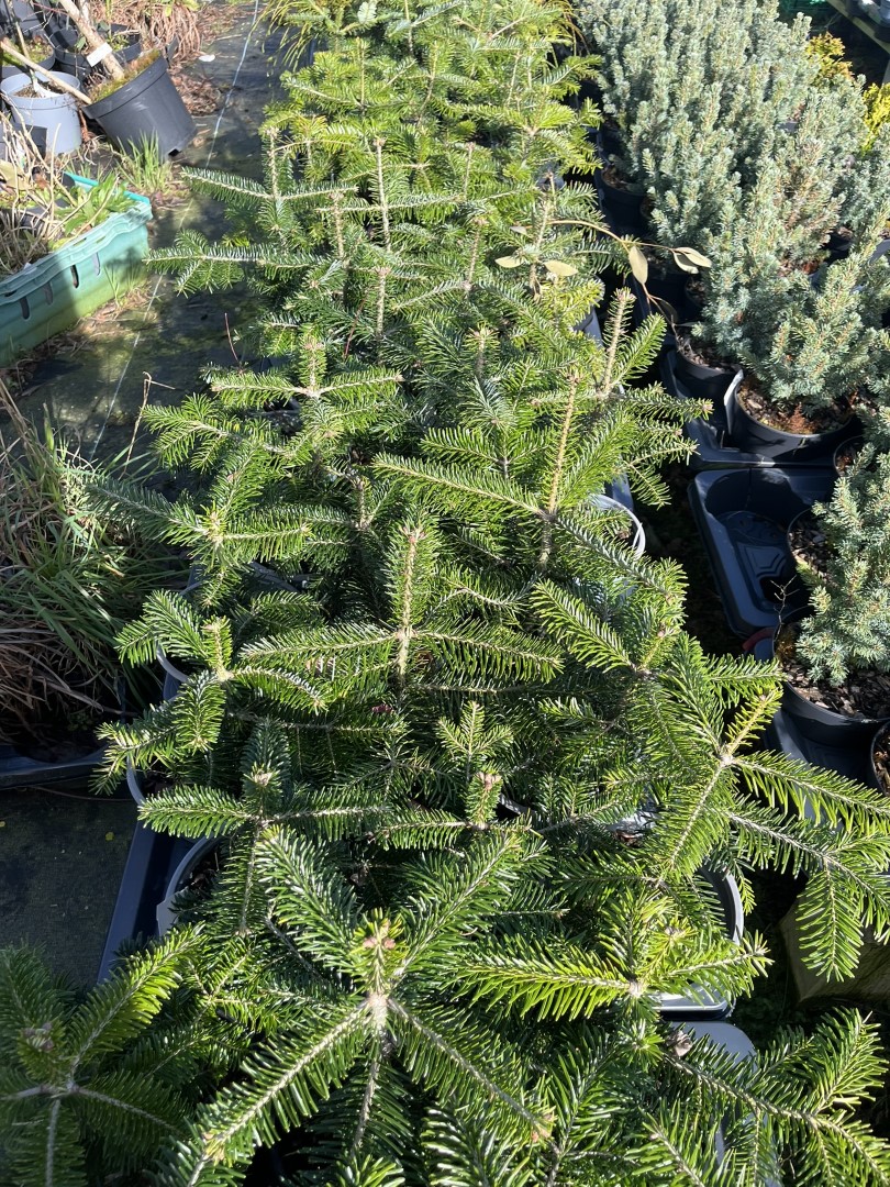 Abies nordmanniana - Nordmann / Caucasian fir