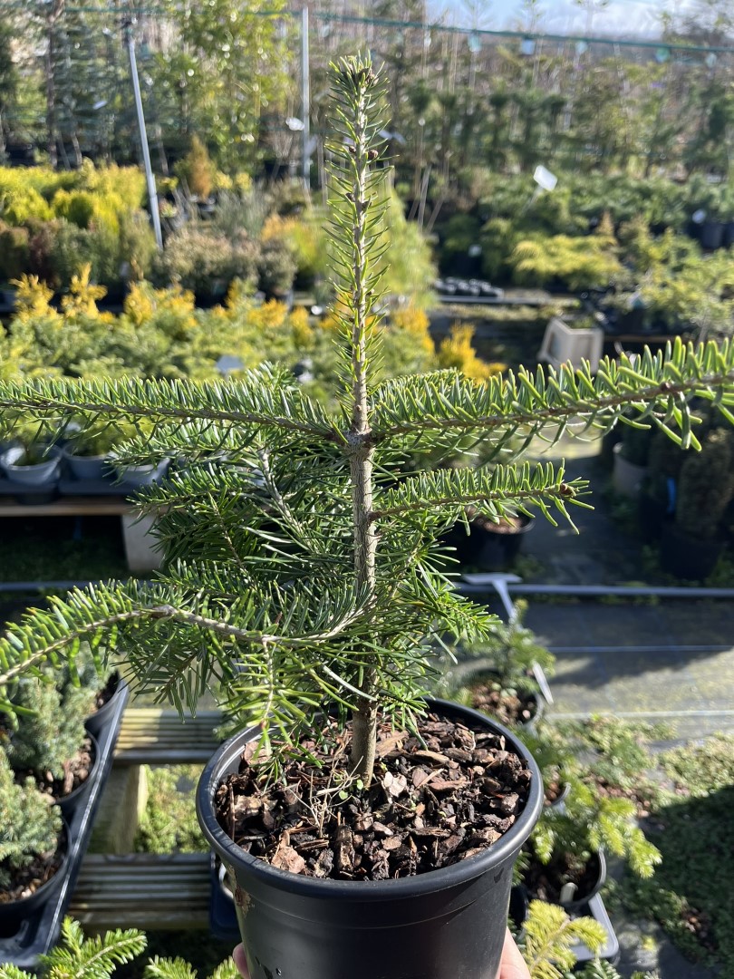 Abies nordmanniana - Nordmann / Caucasian fir