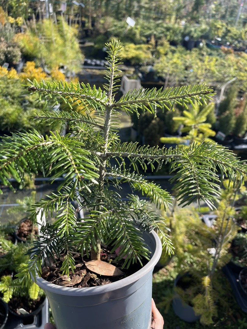 Nordmann / Caucasian Fir 20/40cm (2L) - Image 2