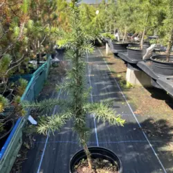 Cedrus atlantica - Atlas Cedar
