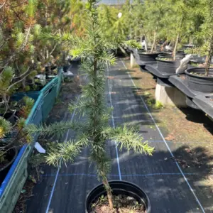 Cedrus atlantica - Atlas Cedar