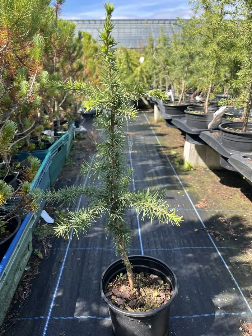 Cedrus atlantica - Atlas Cedar