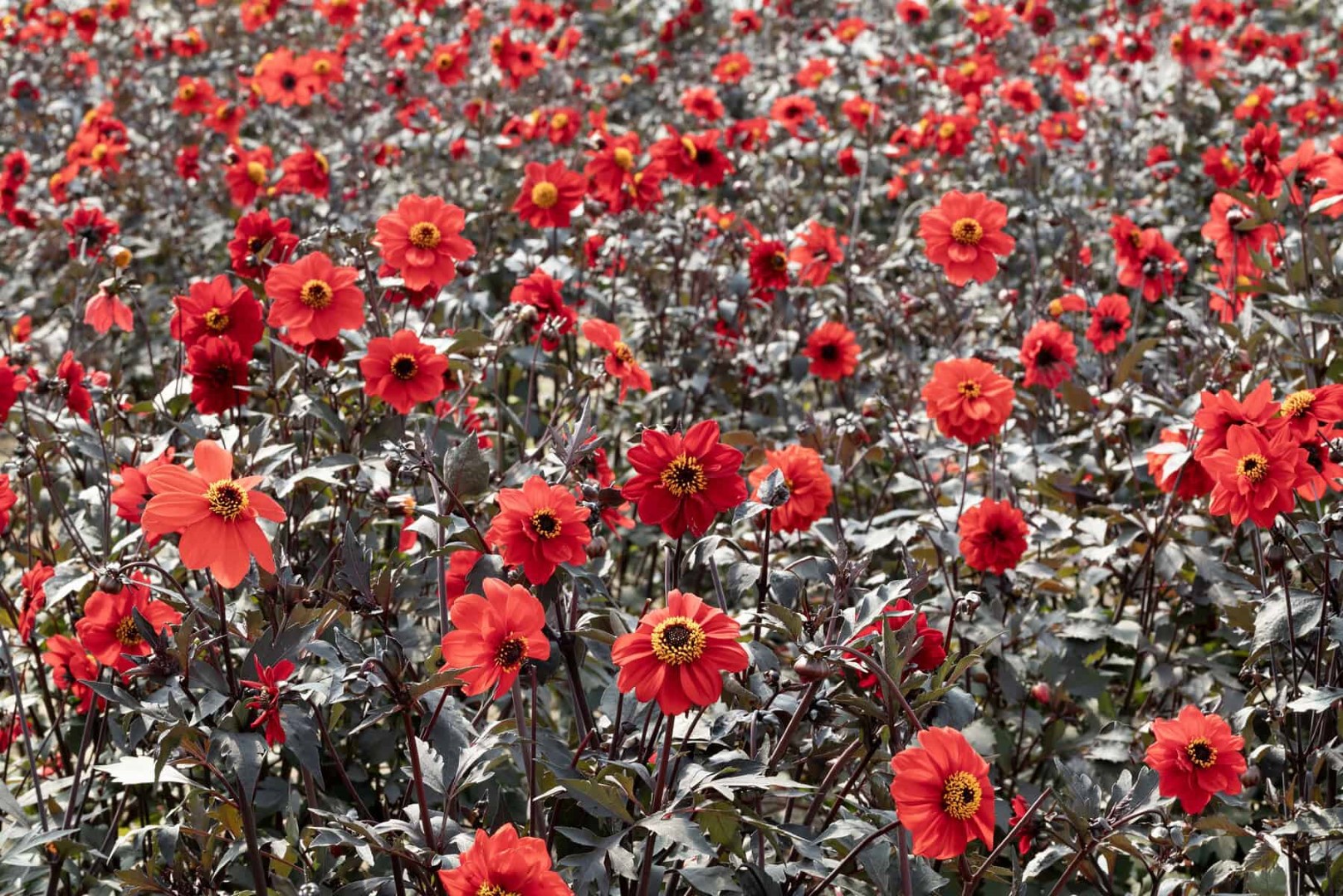 Dahlia Black Forest Ruby Seeds