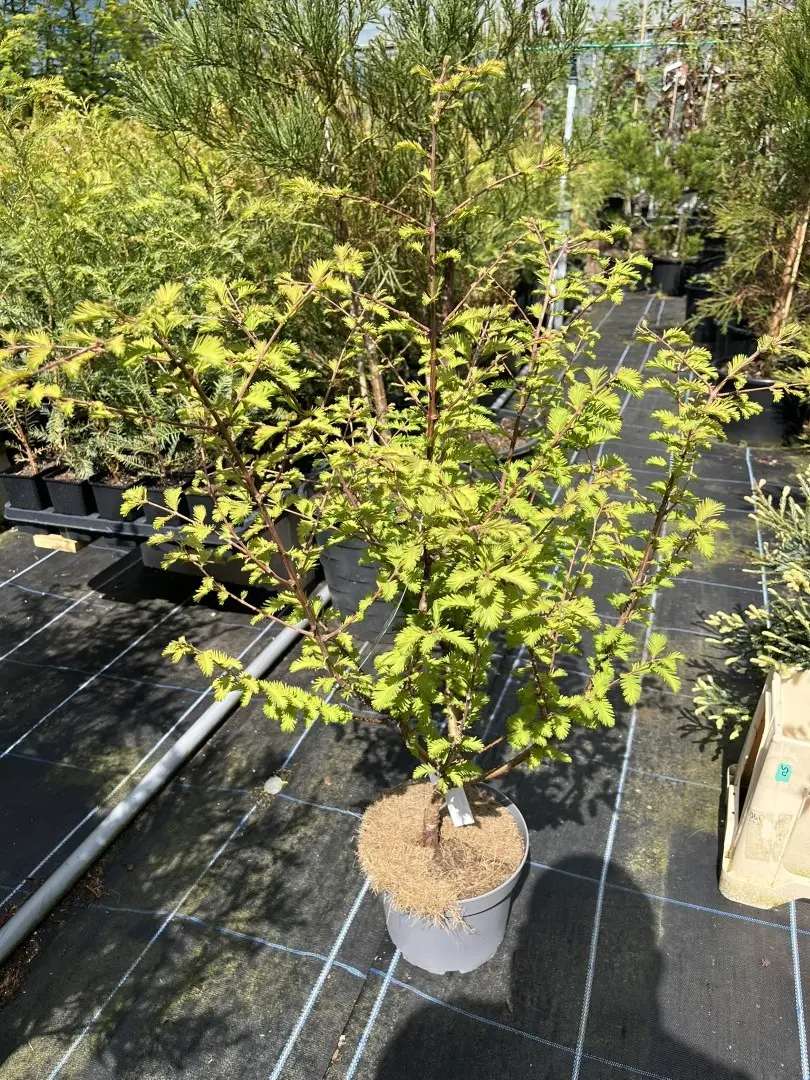 Metasequoia glyptostroboides - Dawn Redwood 'Chubby'