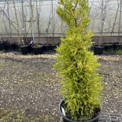 Monterey Cypress 'Wilma' - Cupressus macrocarpa