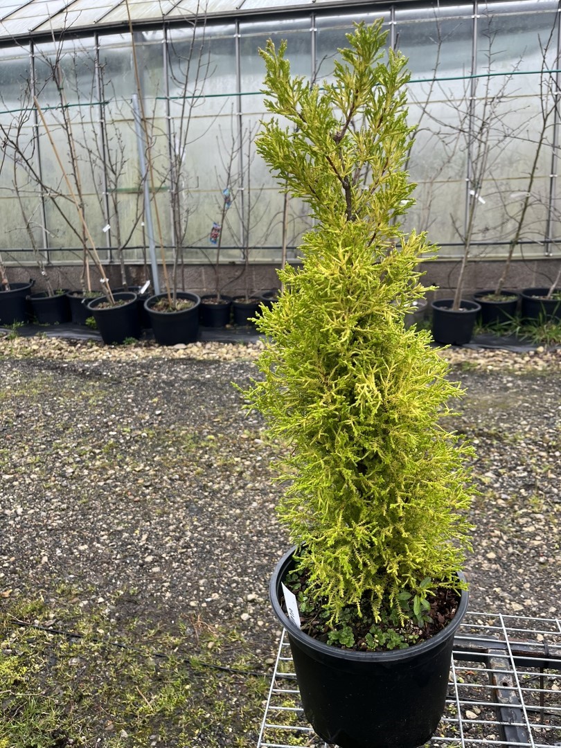 Monterey Cypress 'Wilma' - Cupressus macrocarpa