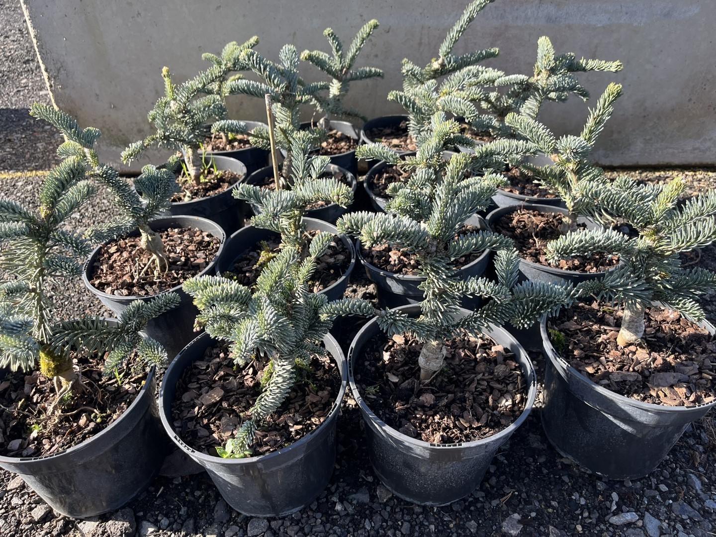 Noble Fir 'Glauca' 20-40cm - Abies procera