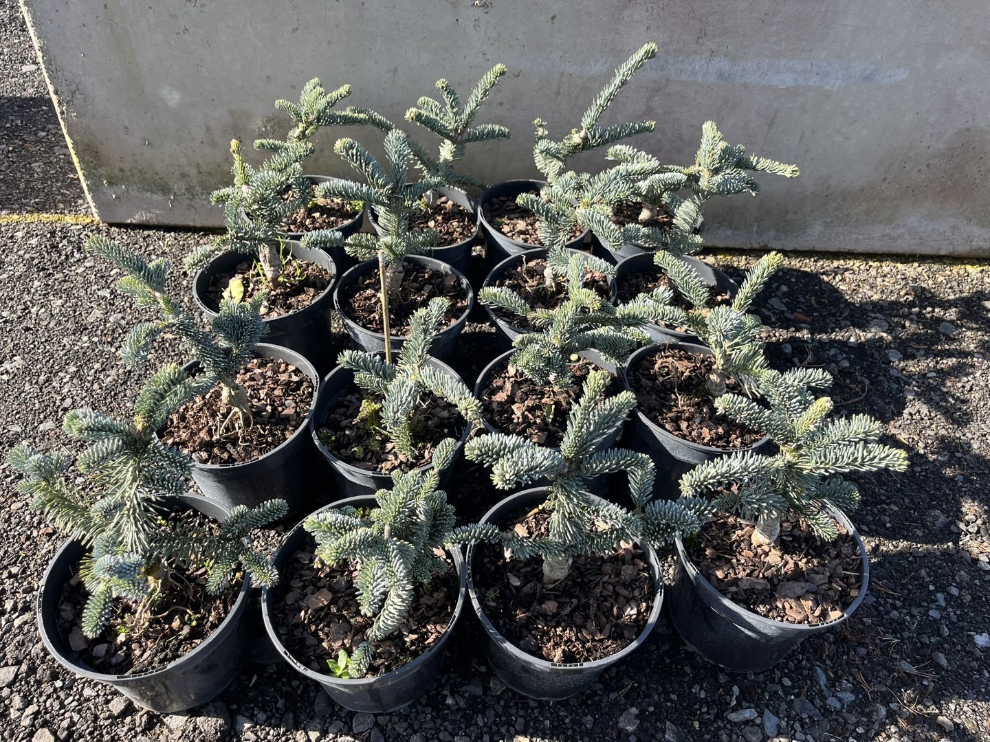 Noble Fir 'Glauca' 20/40cm (3L) - Image 2